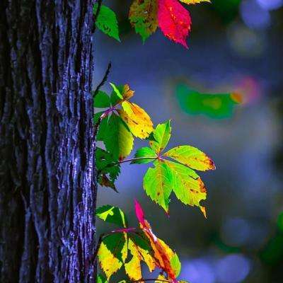 best365体育版官网下载